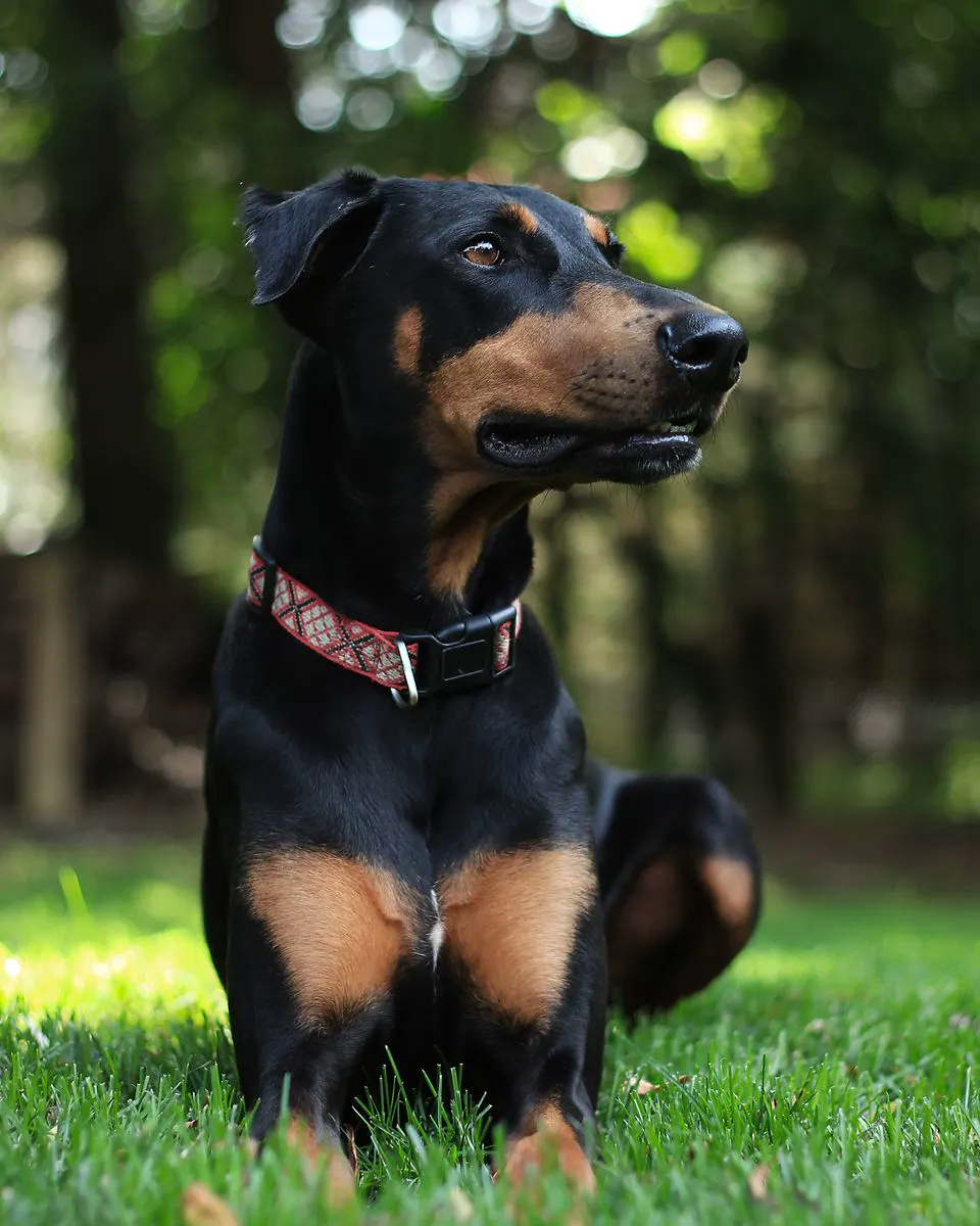 Doberman s crvenom ogrlicom sjedi na travi i gleda u stranu