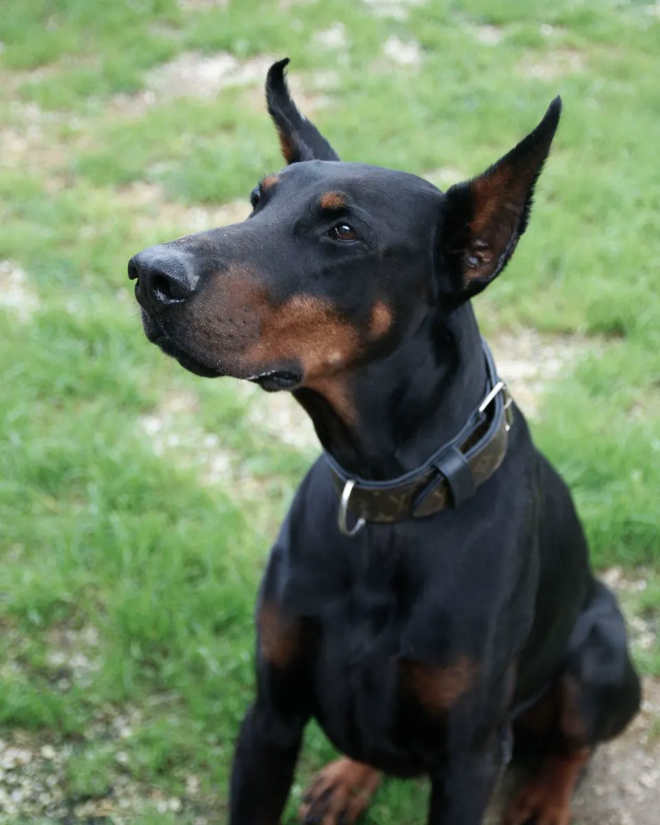 Doberman sjedi na travi, uši podignute, gleda ulijevo